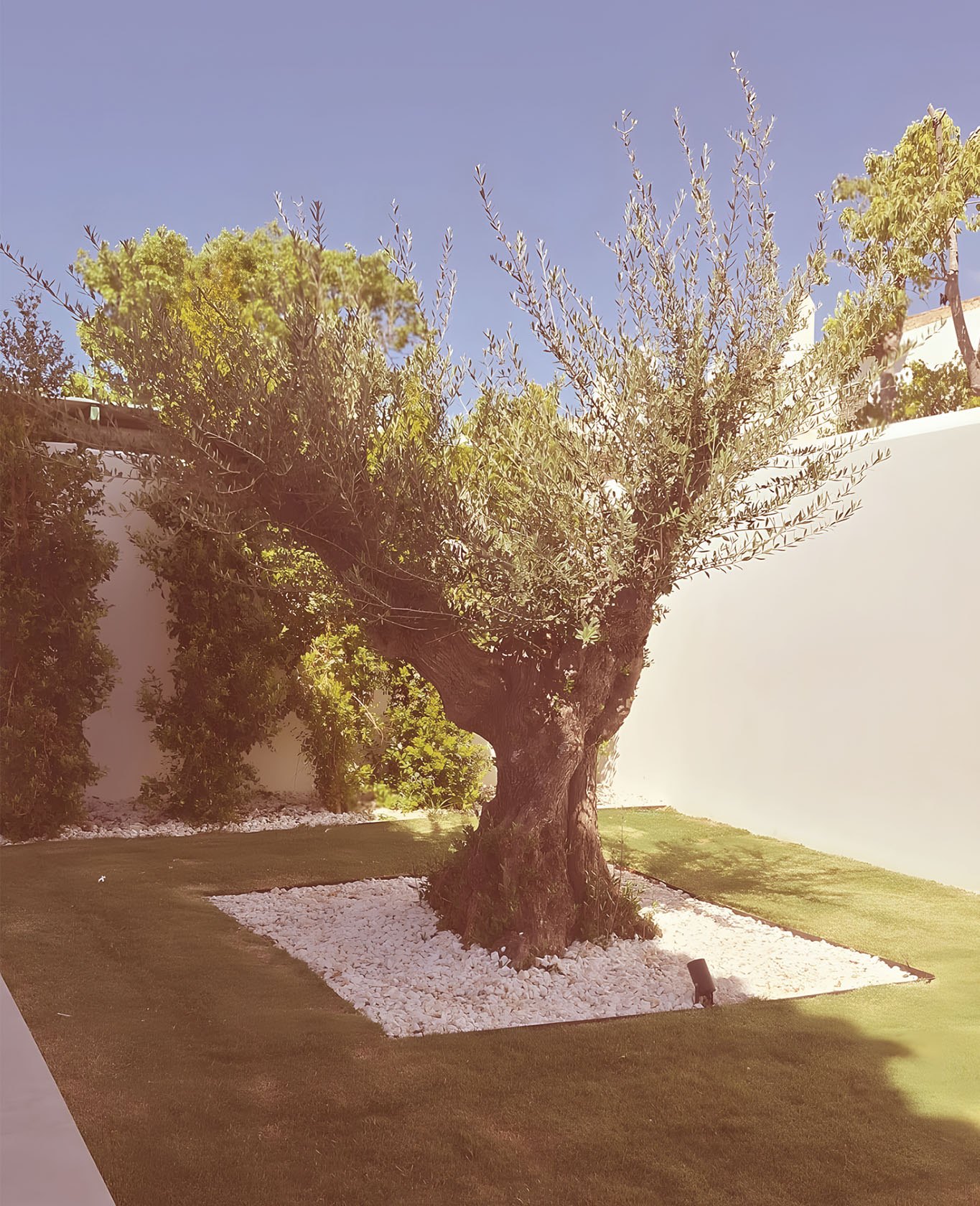 Olivo en patio ajardinado con piedra blanca